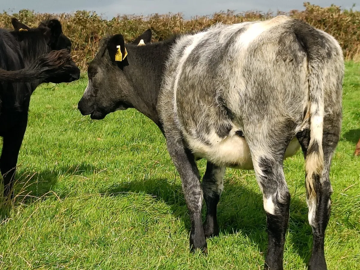 Heifers and weanling Bulls - Image 3