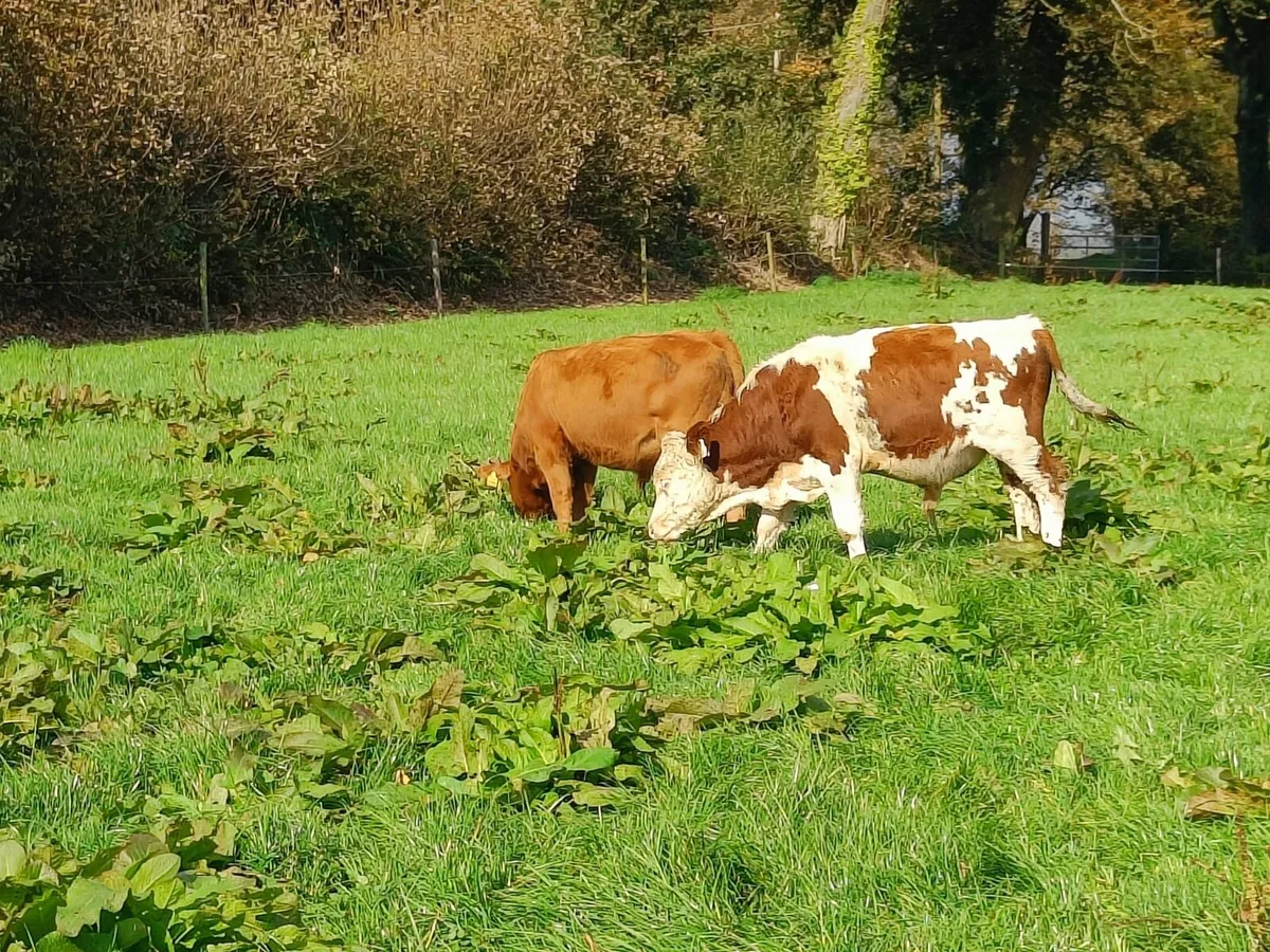 Heifers and weanling Bulls - Image 4