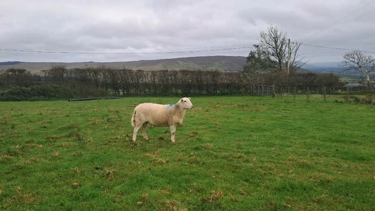 EasyCare Rams - Image 1