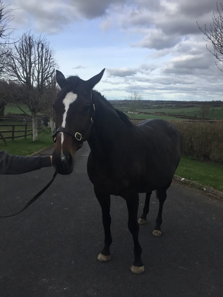Brood are &filly foal - Image 1