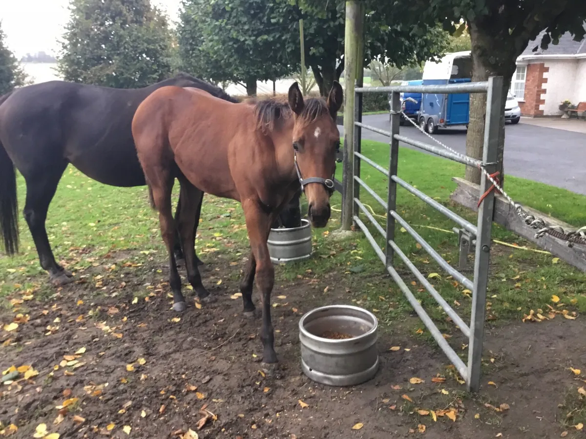 Brood are &filly foal - Image 2