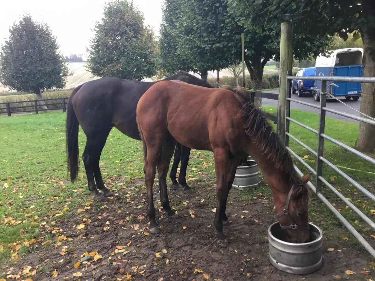 Brood are &filly foal - Image 3