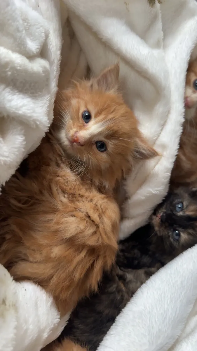 Kittens - Image 3