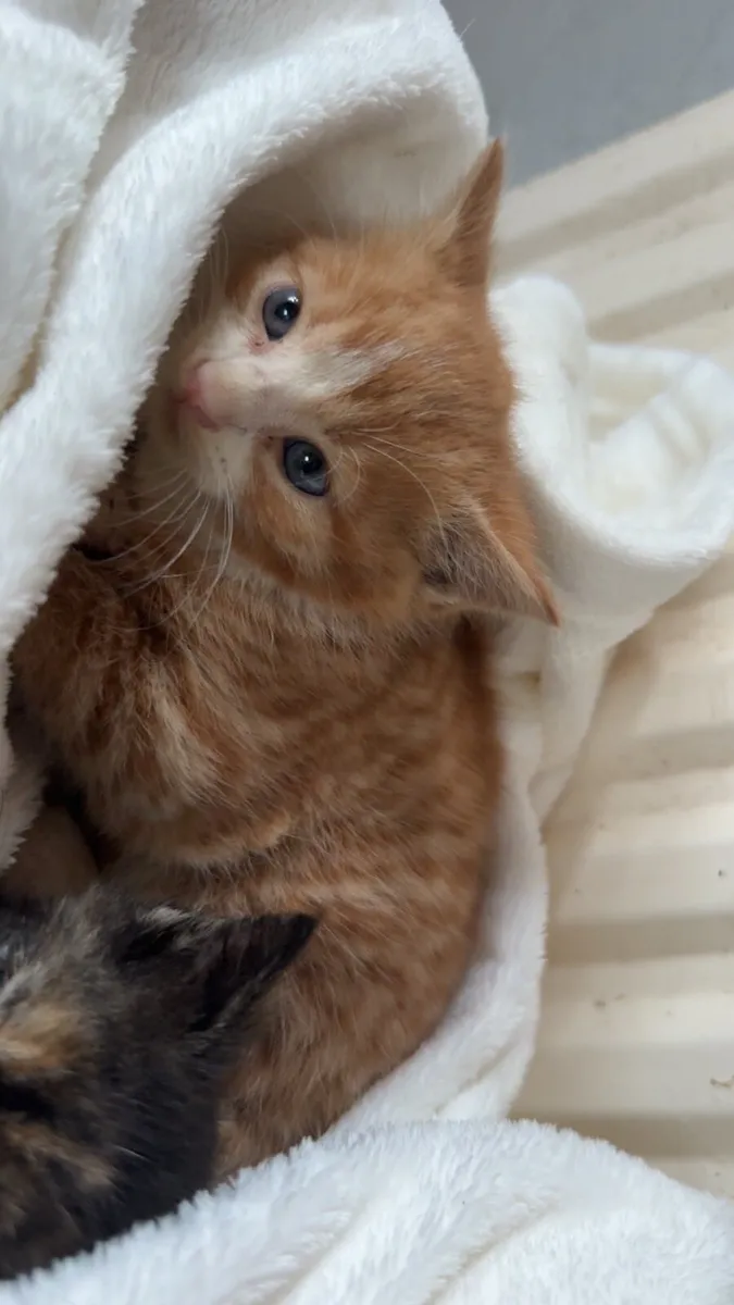 Kittens - Image 2