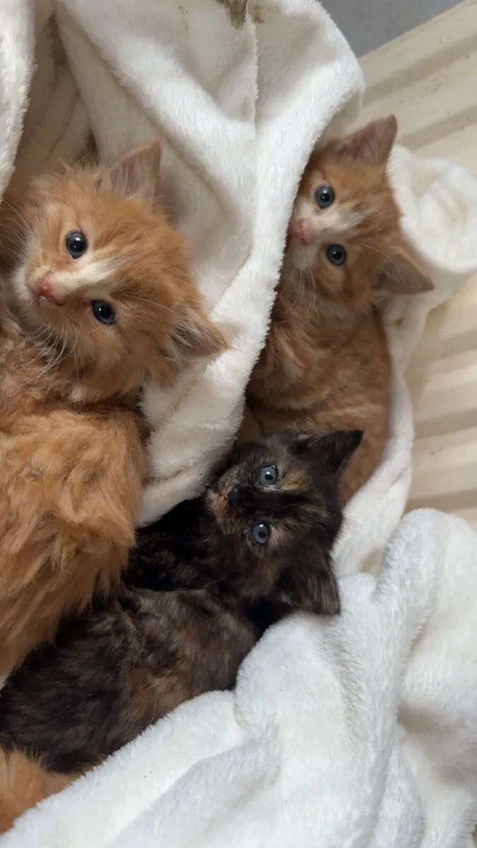 Kittens - Image 4