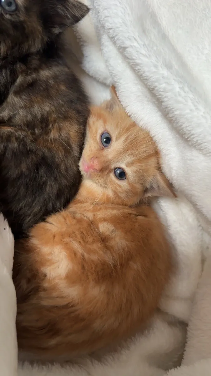 Kittens - Image 1