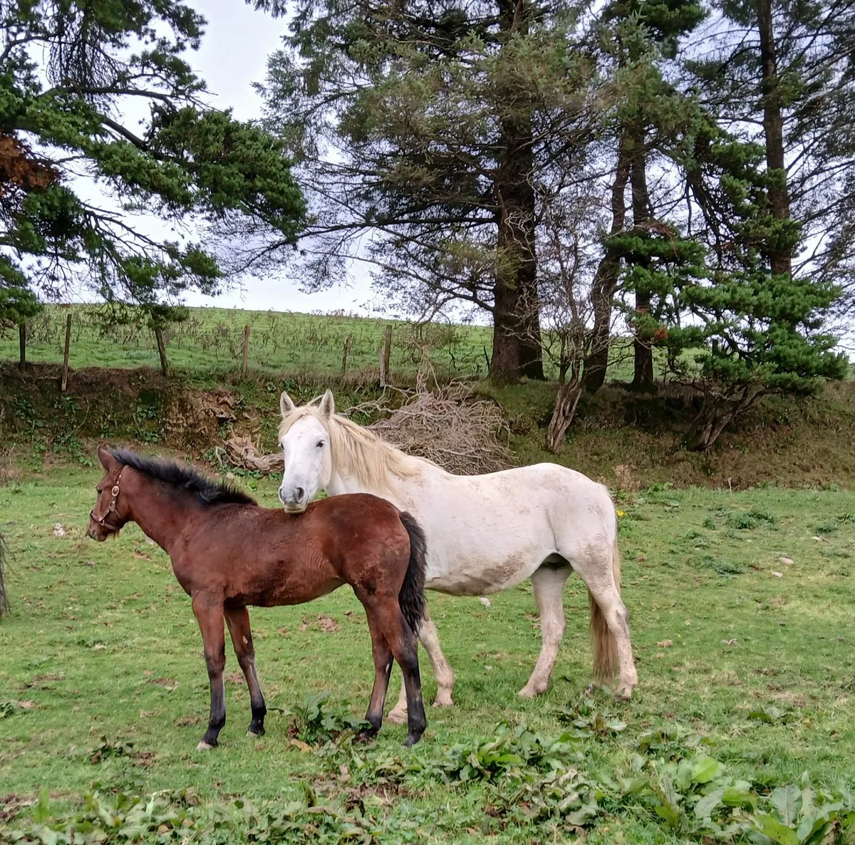 2 Connemara filly foals.