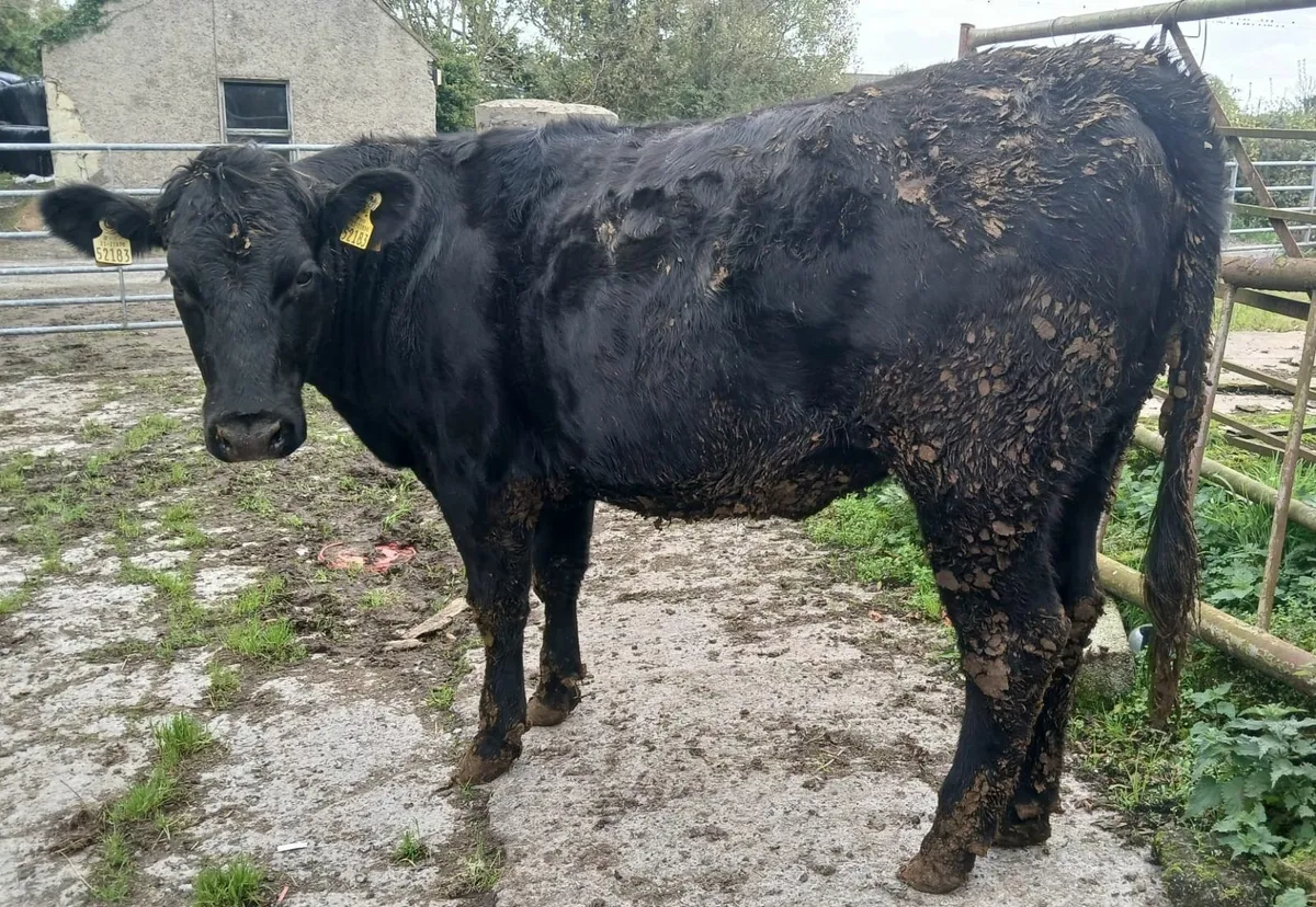 Five 🌟 Star SCEP AA Heifers - Image 3