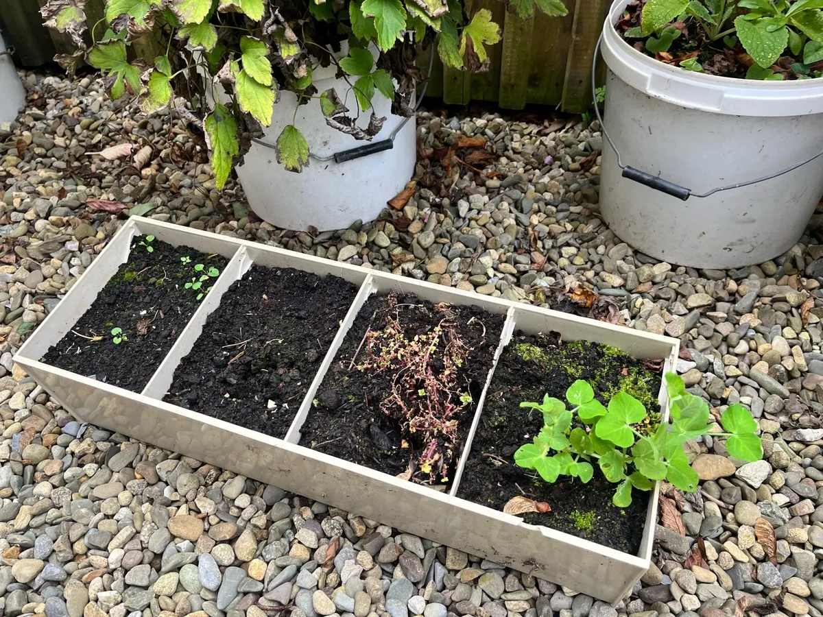 4 plants in big pots all together €30 - Image 3