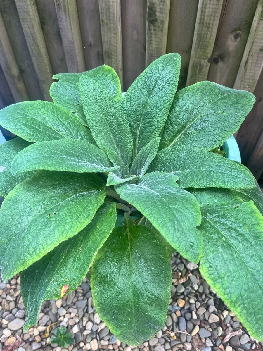 4 plants in big pots all together €30 - Image 1