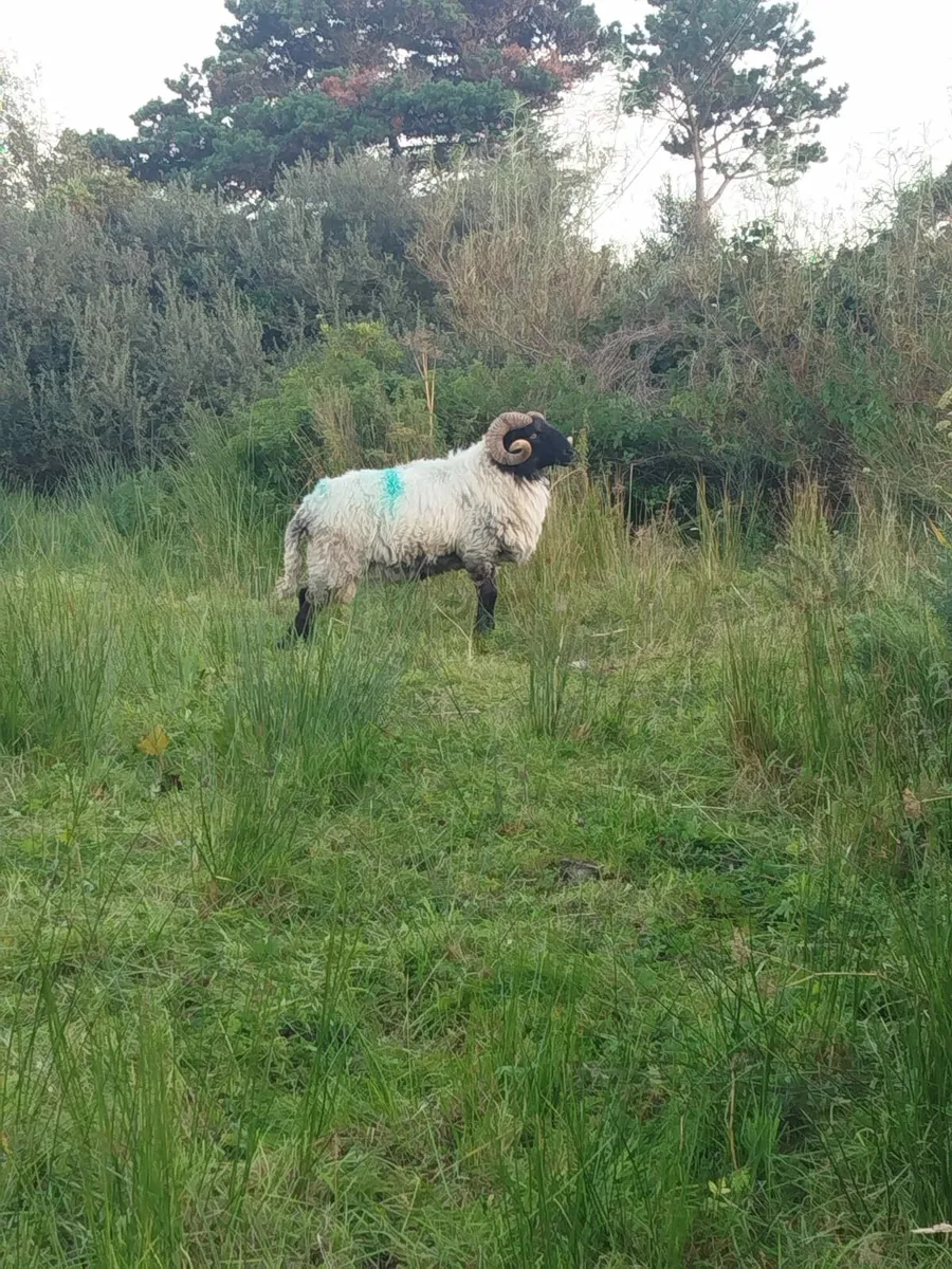 Rams - Image 1