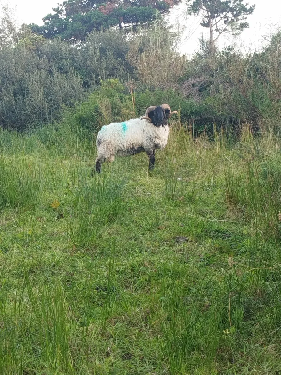 Rams - Image 2