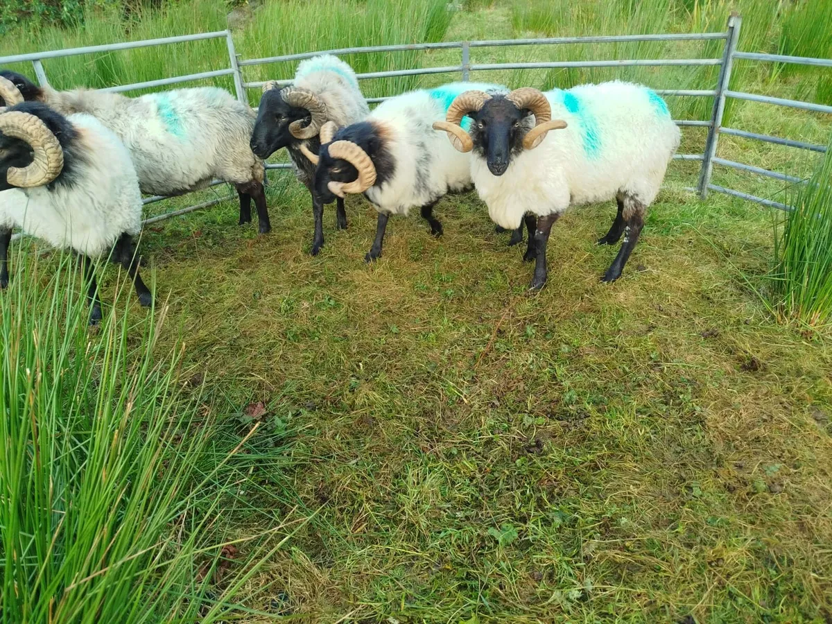 Rams - Image 3