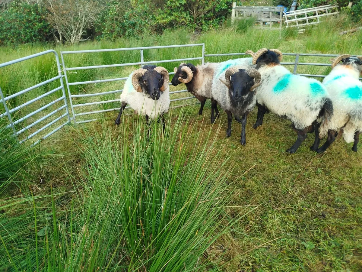 Rams - Image 4