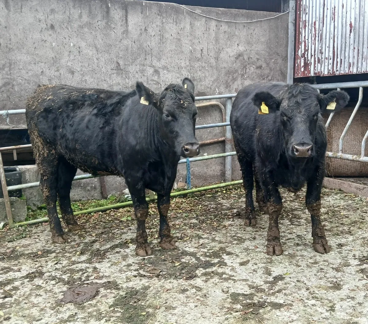Five 🌟 Star SCEP AA Heifers - Image 1