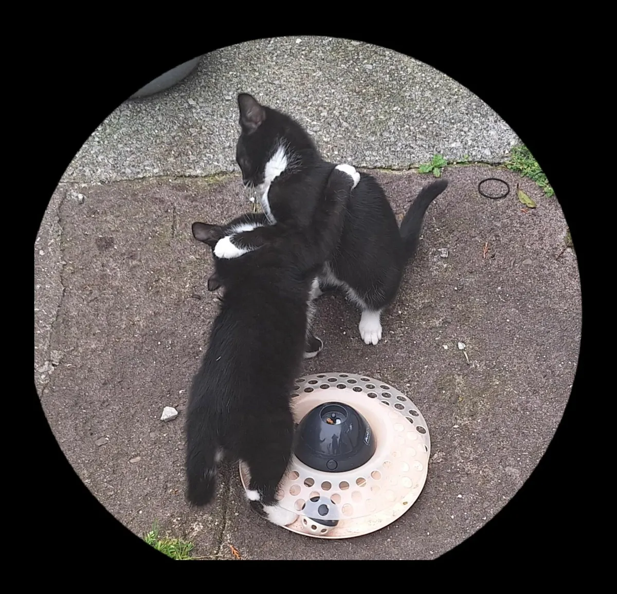 Kittens - Image 1