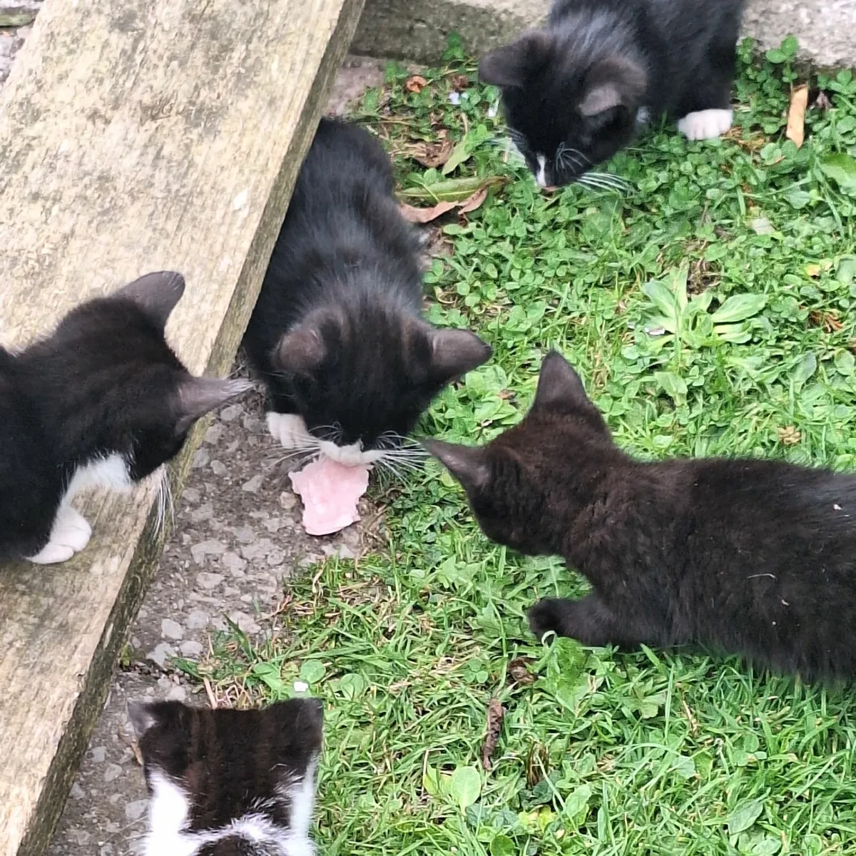 Kittens - Image 2