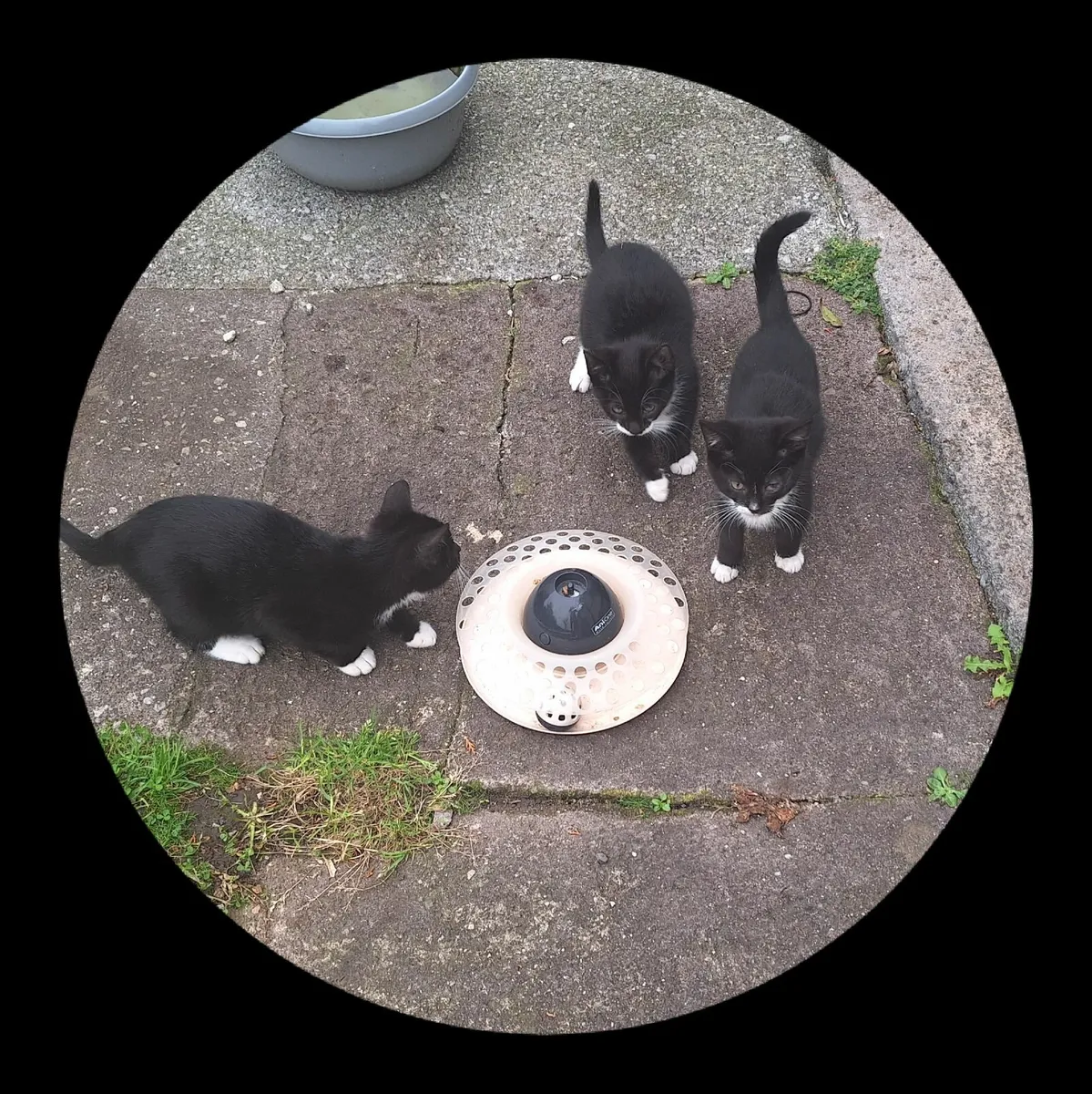 Kittens - Image 3