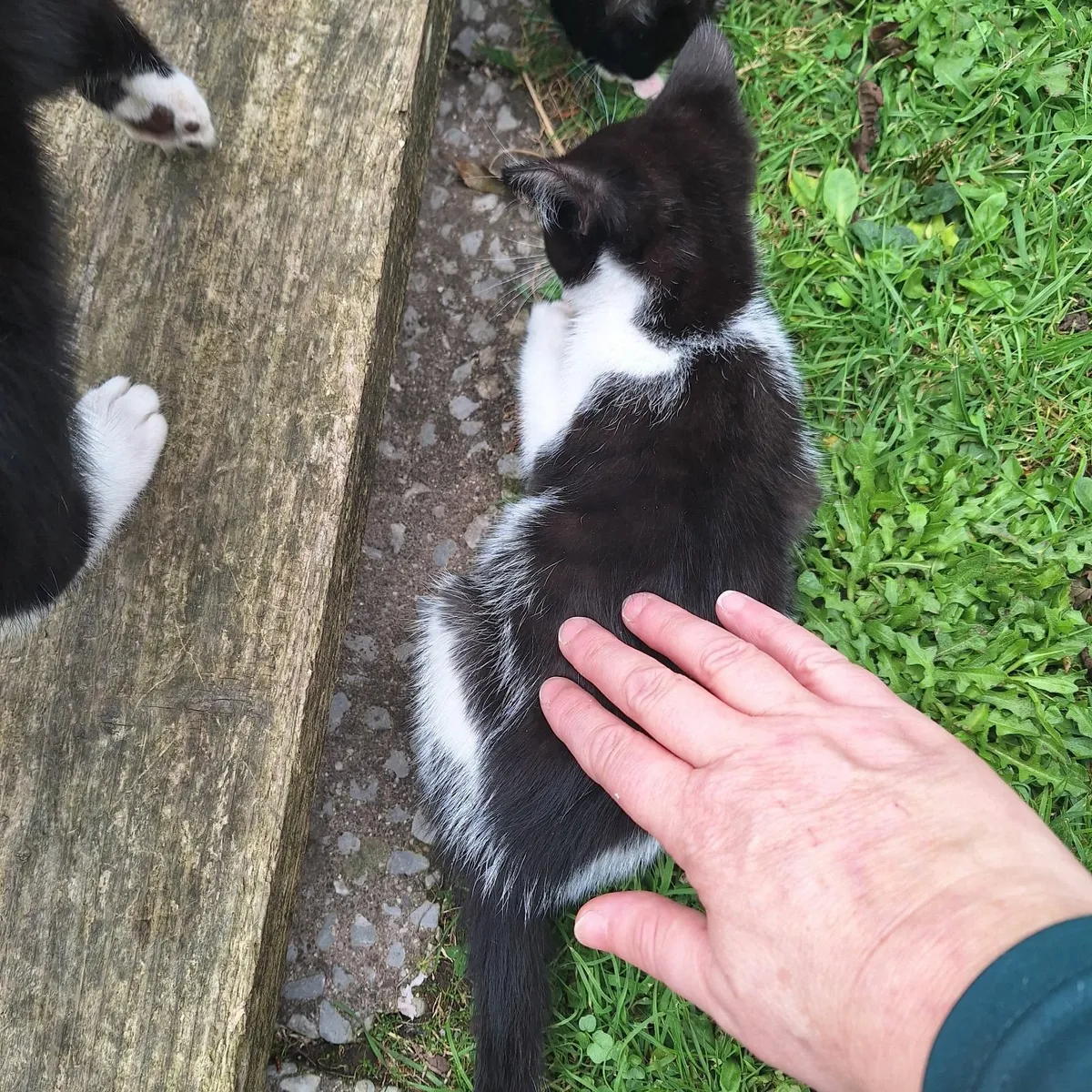 Kittens - Image 4