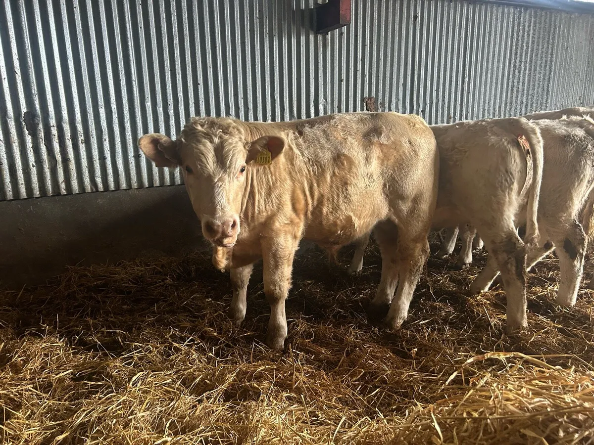 10 ch/chx weanlings - Image 3
