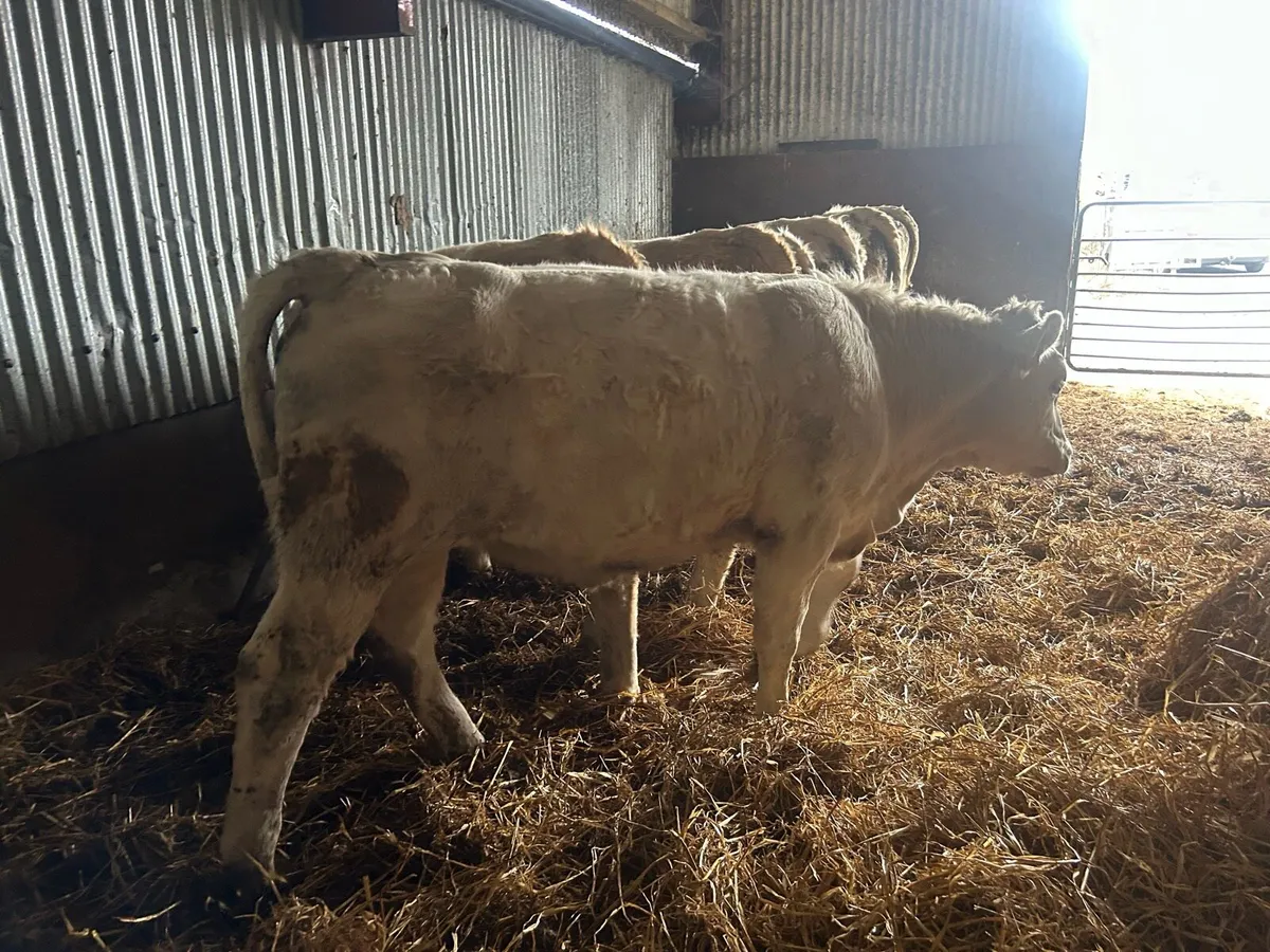 10 ch/chx weanlings - Image 4