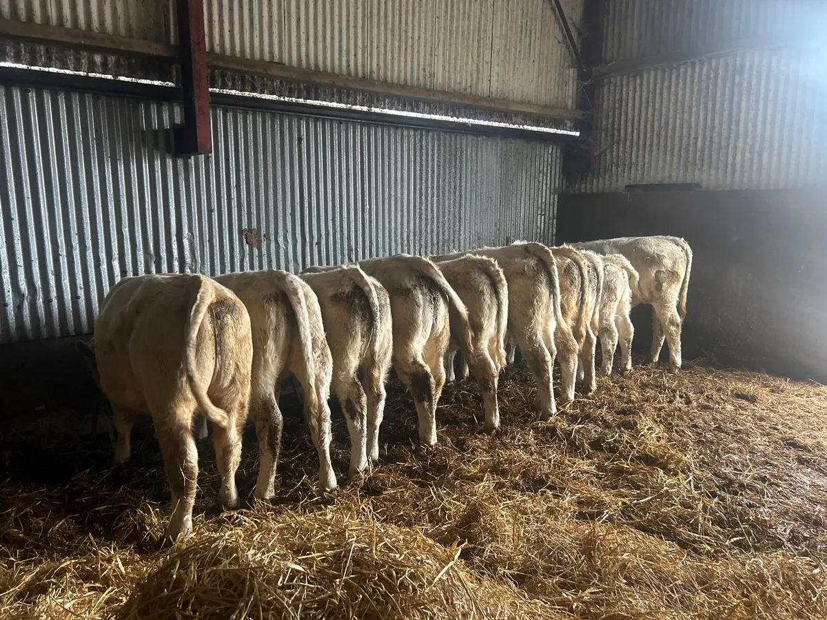 10 ch/chx weanlings - Image 1