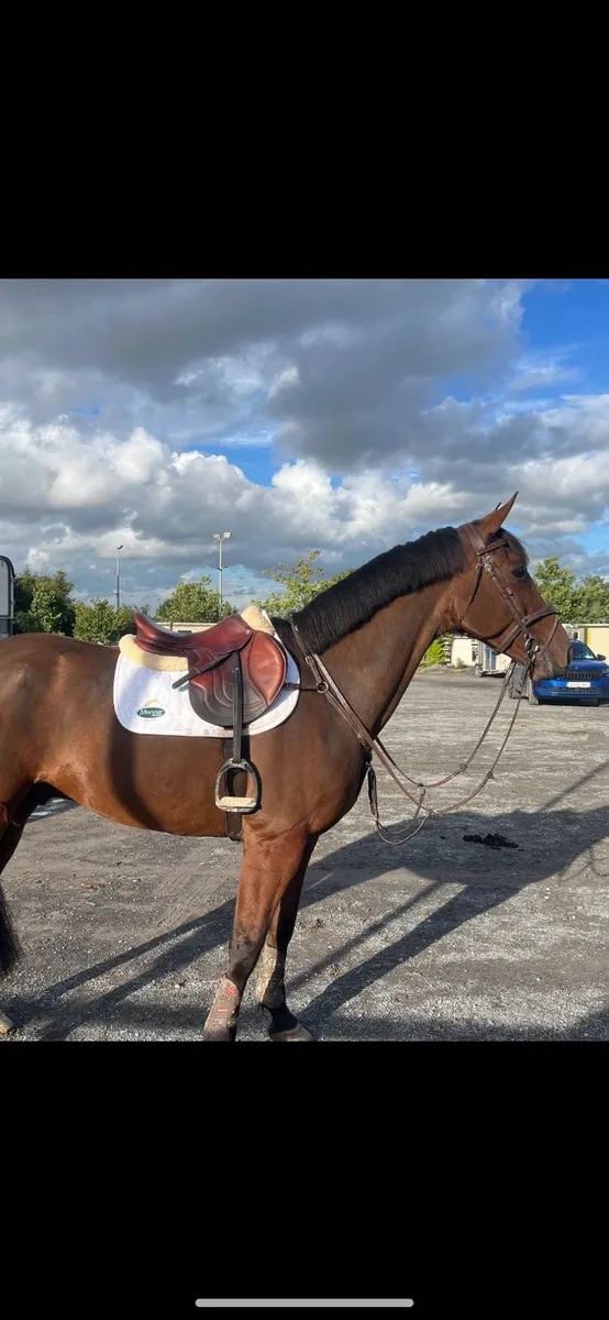 Hunt horse - Image 2