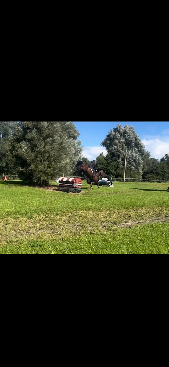 Hunt horse - Image 3