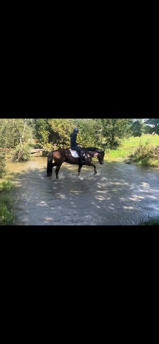 Hunt horse - Image 4