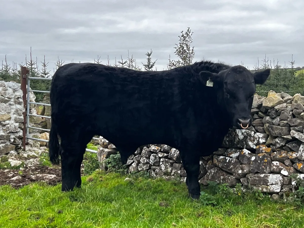 High Quality PB Angus Bull - Image 1