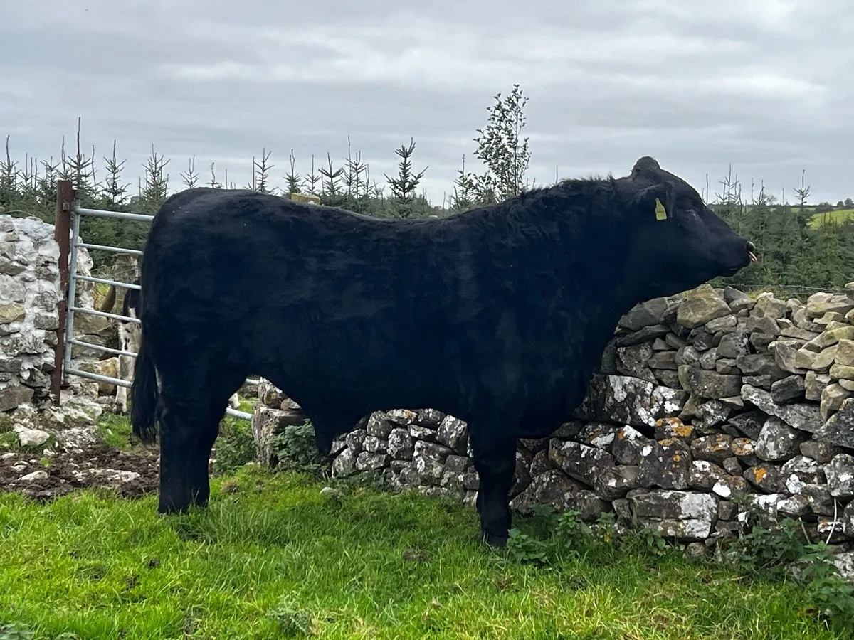 High Quality PB Angus Bull - Image 2