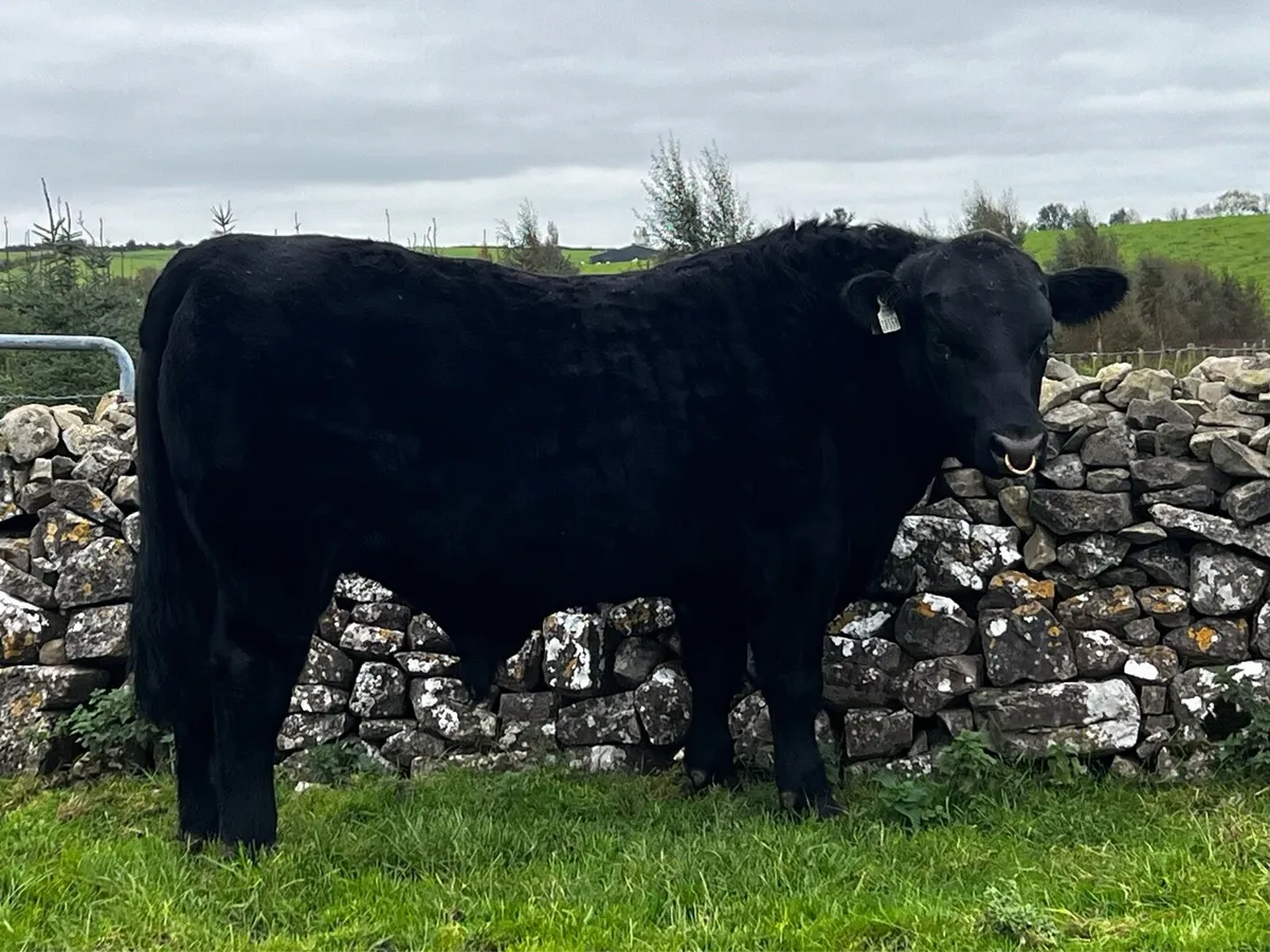 High Quality PB Angus Bull - Image 3