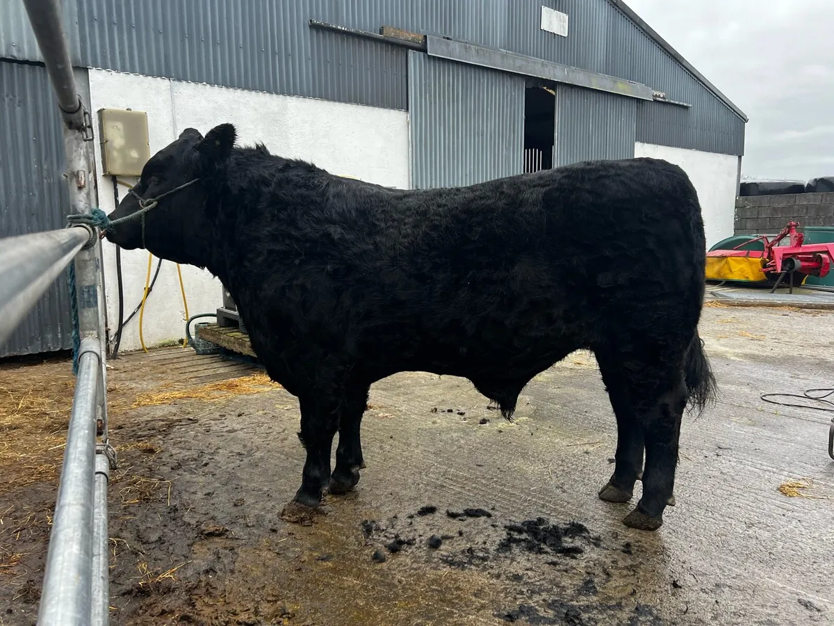 High Quality PB Angus Bull - Image 4