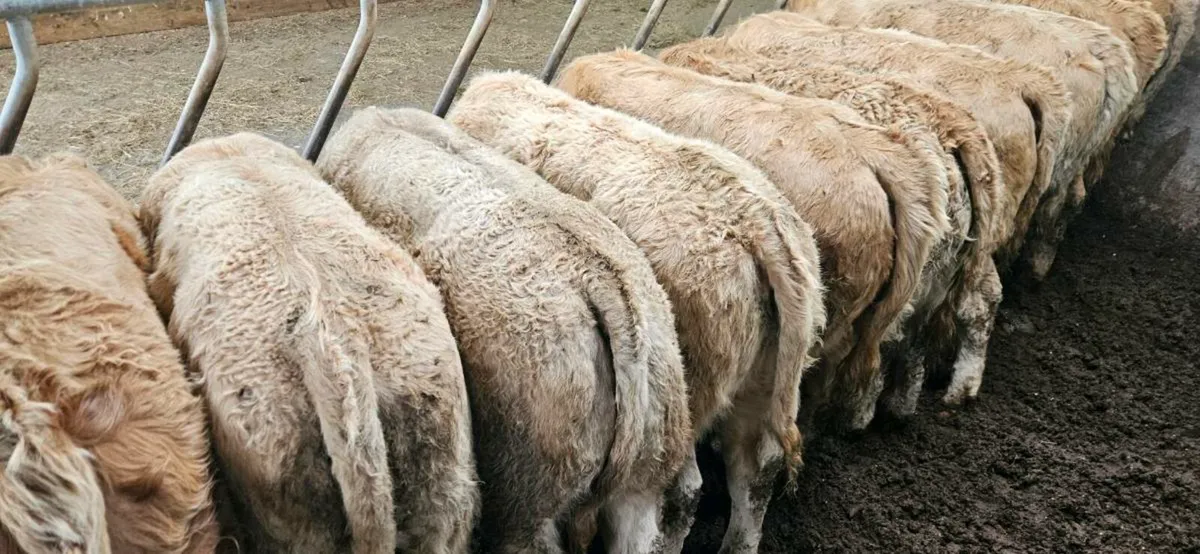20 Smashing UGrade Charolais Heifers 300kgs. - Image 1