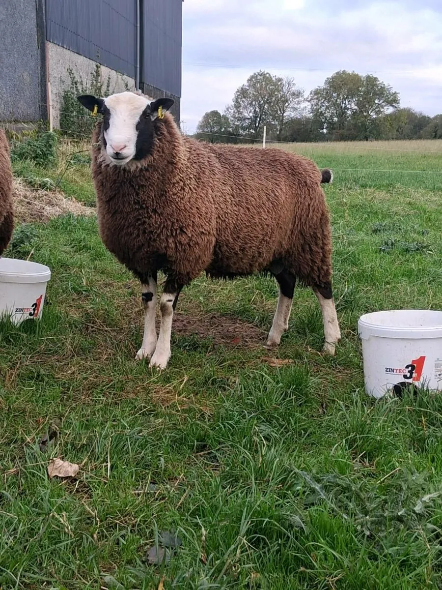 Dorset / zwartble cross ram lamb - Image 1