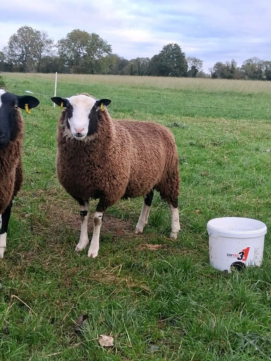 Dorset / zwartble cross ram lamb - Image 2