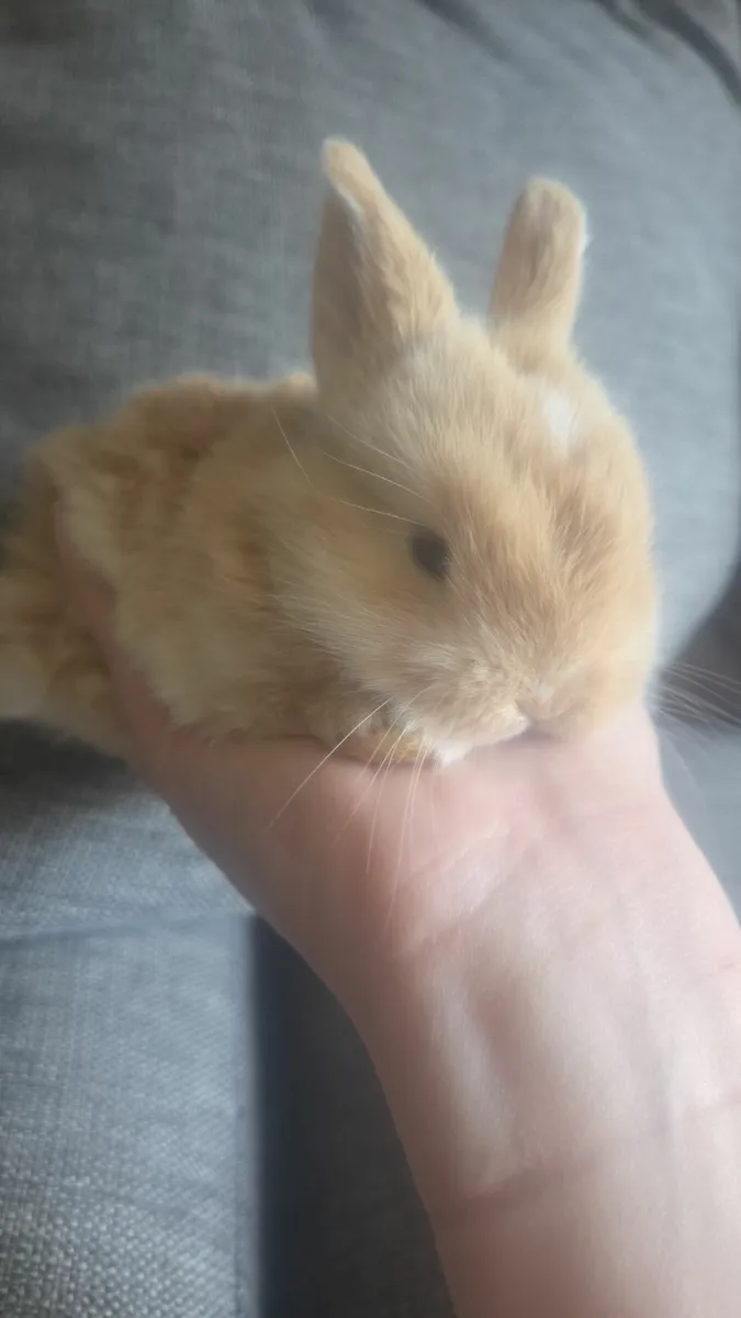 Baby Rabbits - Image 1
