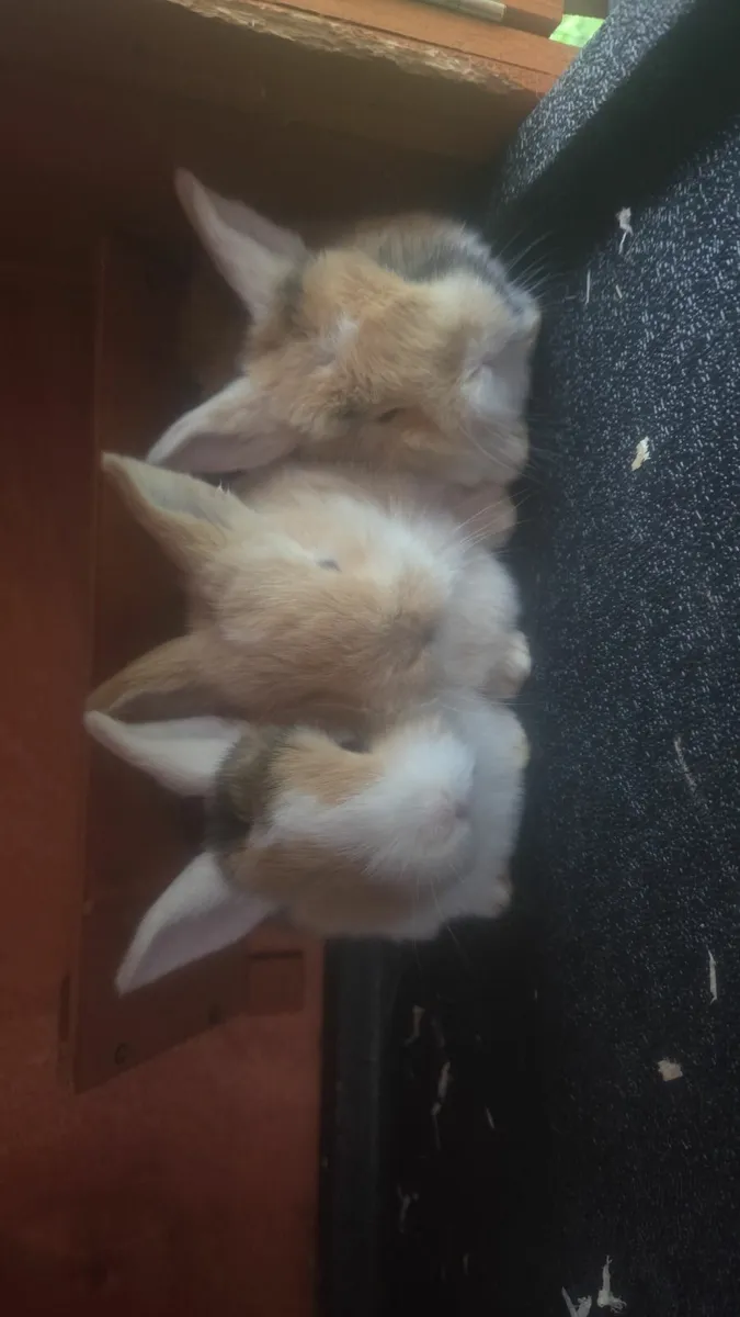 Baby Rabbits - Image 2