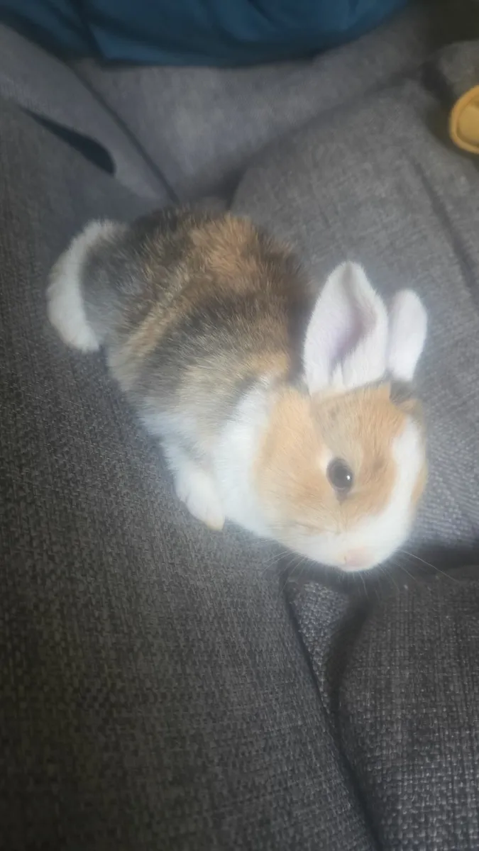 Baby Rabbits - Image 3