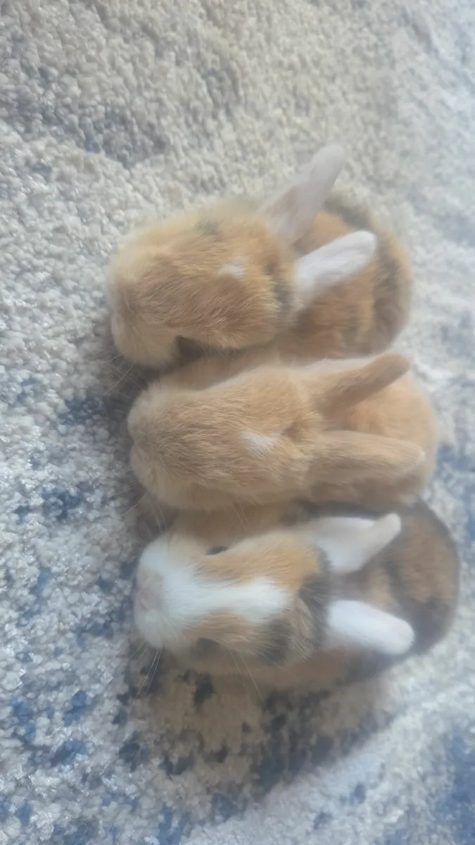 Baby Rabbits - Image 4