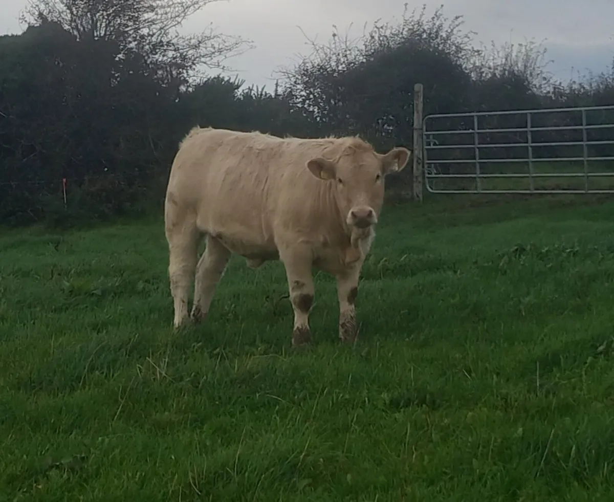 Kingscourt Mart this  Saturday, 11th - Image 1