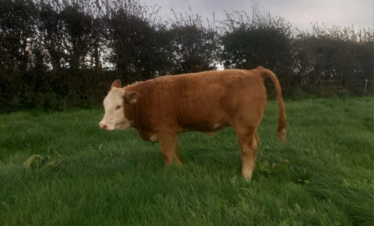 Kingscourt Mart this  Saturday, 11th - Image 2