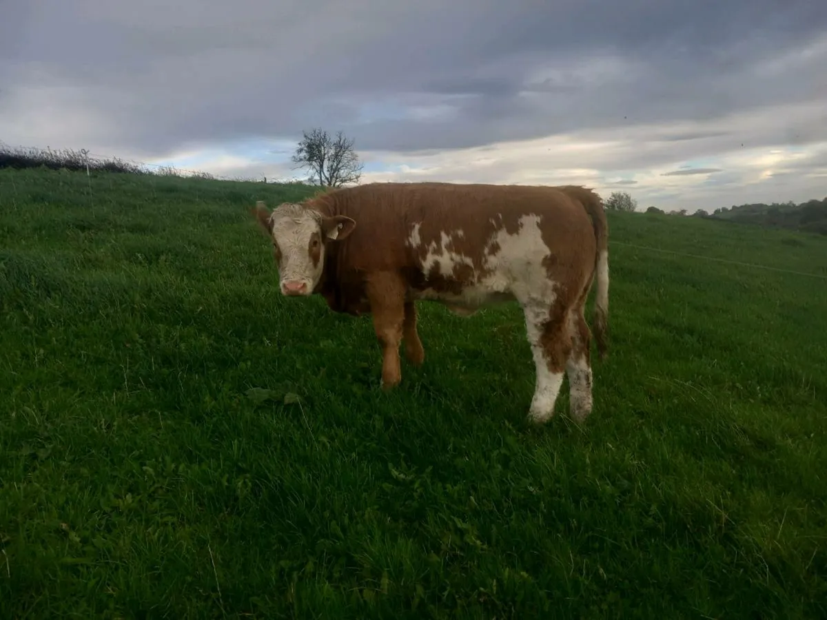 Kingscourt Mart this  Saturday, 11th - Image 3