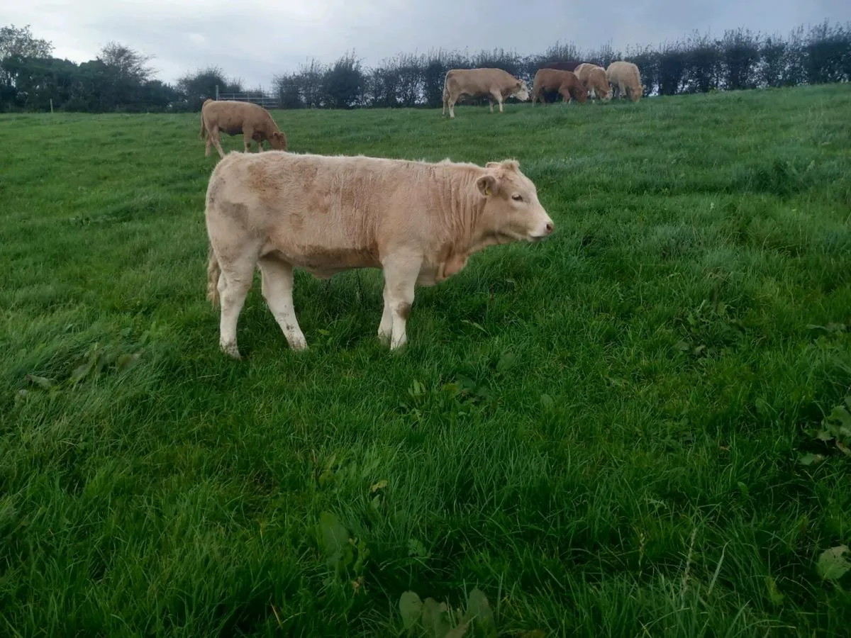 Kingscourt Mart this  Saturday, 11th - Image 4