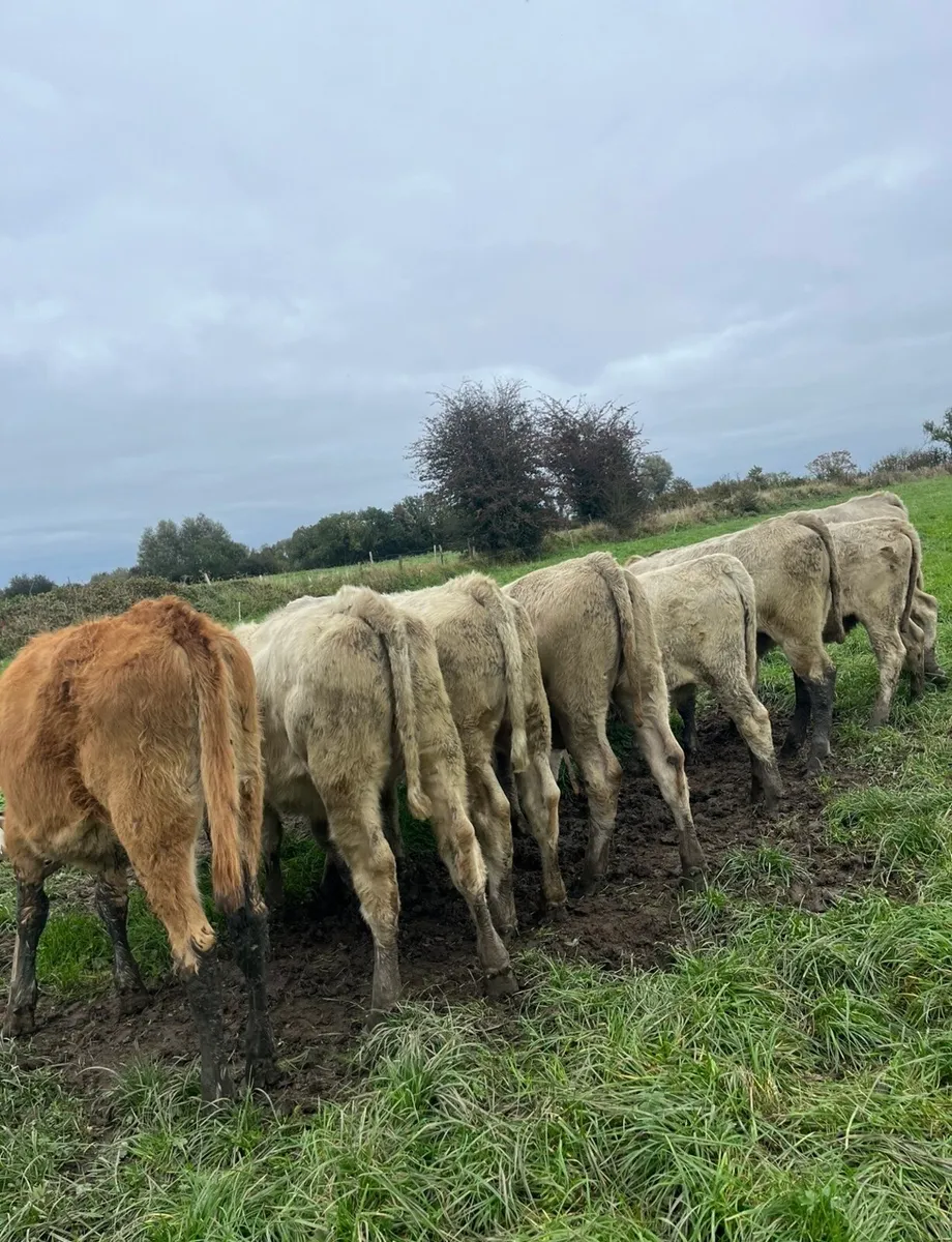 10 super continental heifers for sale - Image 1