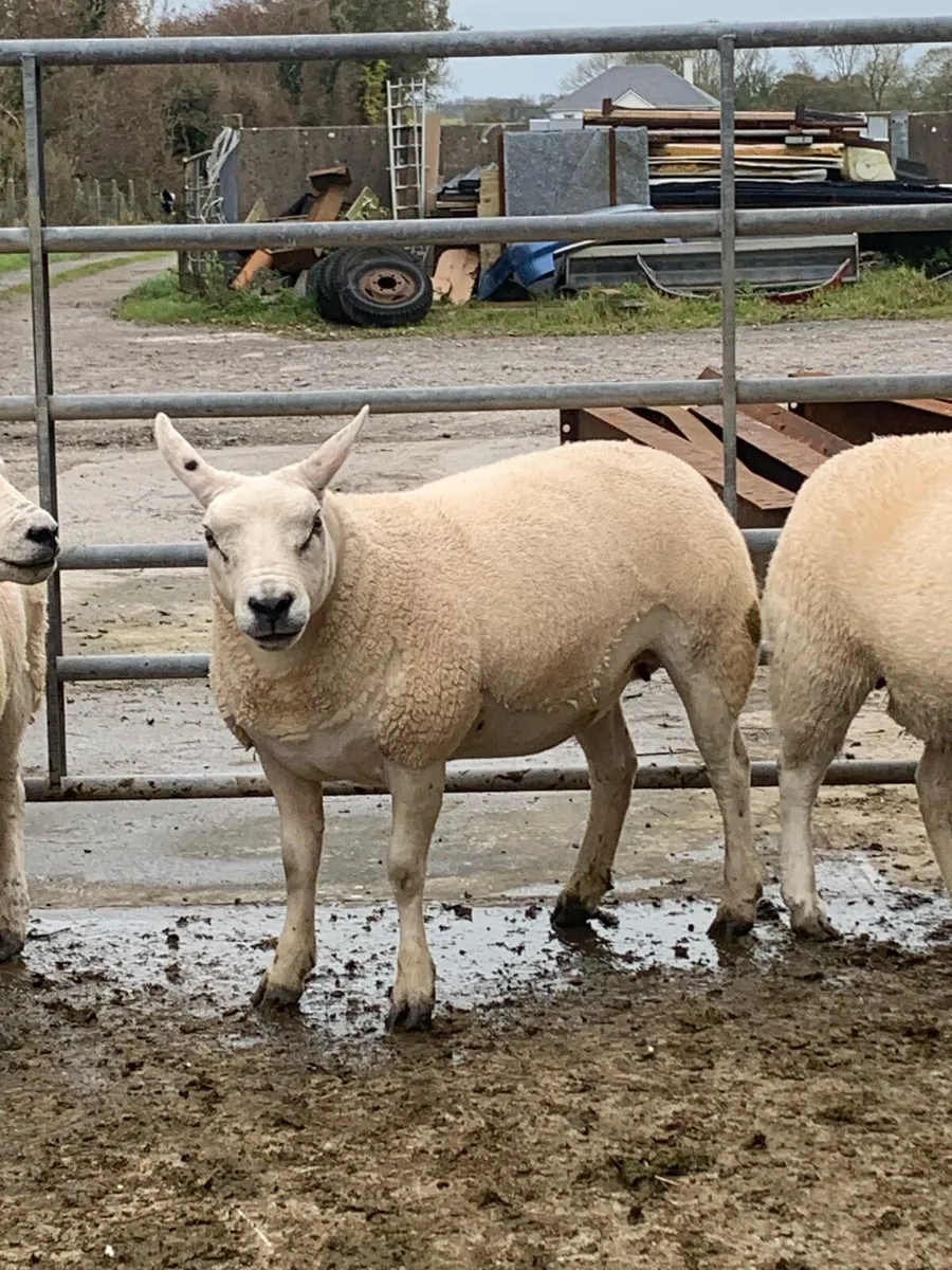 🟢ewe hoggets🟢 - Image 1
