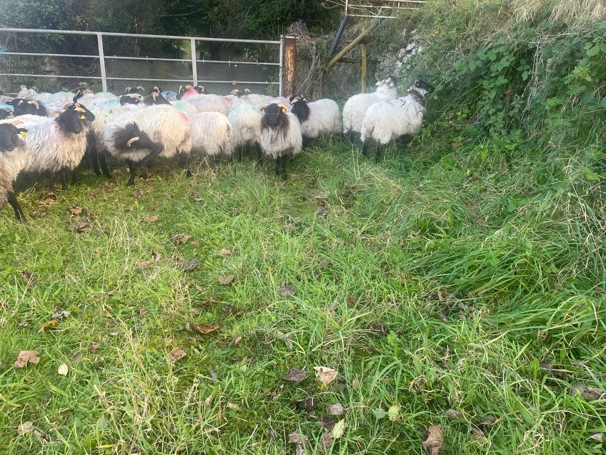 Black faced mountain ewe lambs - Image 1