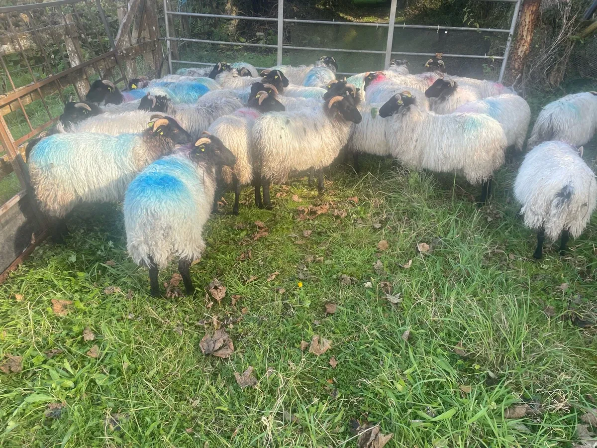 Black faced mountain ewe lambs - Image 2