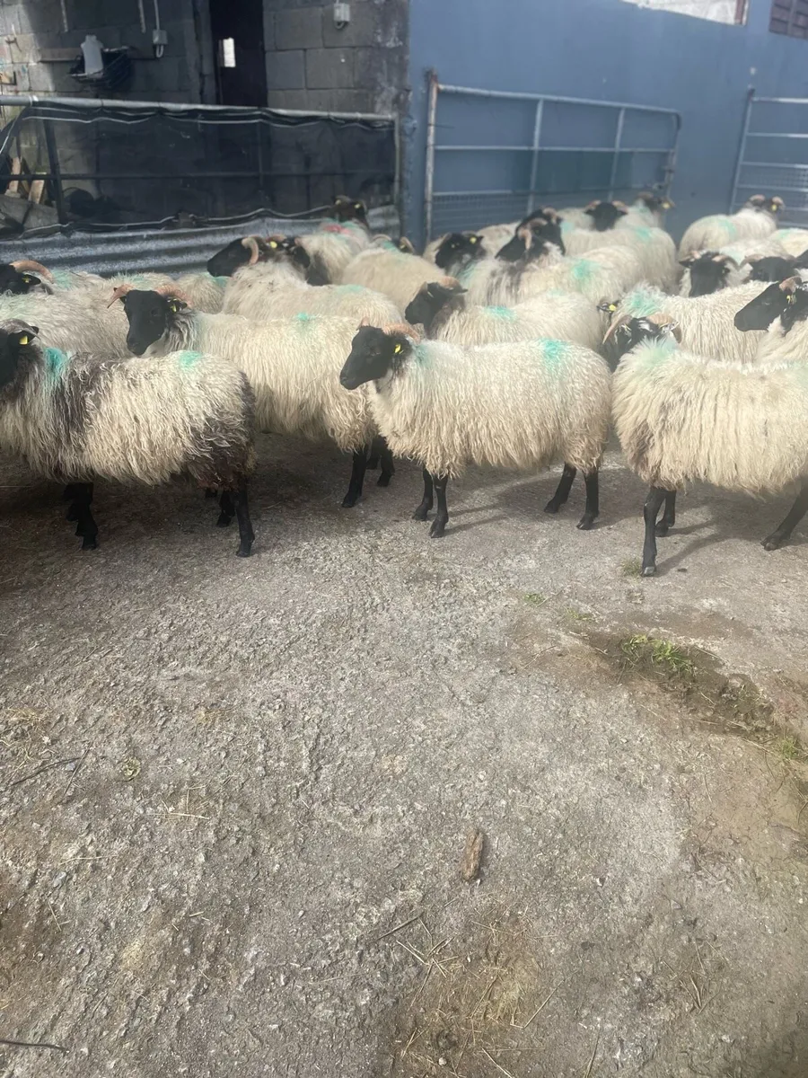 Black faced mountain ewe lambs - Image 3