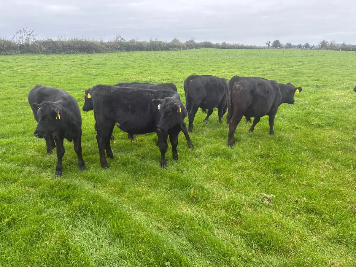 Wealing Angus runners - Image 1